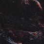 The Veil Nebula in Cygnus, a ghost in the dark